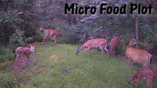 The PERFECT micro food plot (or just another playground)? 30 day update