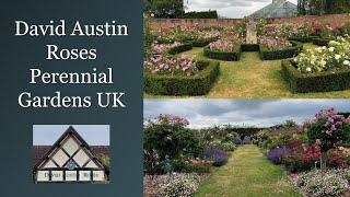  UK Famous David Austin Roses Garden Tour 4K | Victorian & Renaissance Gardens Walking Tour