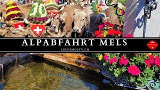 Alpabfahrt Mels 2021 -  LuegemolTV