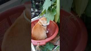 Mashallah, Cute cat helps its owner to collect vegetables #meow #cat #catplays #catlover #vegetables