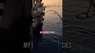 My Favorite Fish To Catch! #shorts #fishing #ocean #explore #relatable #fish #trending #viral
