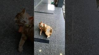 평범한 듯 평범하지 않은 일상들My cats had a lot of fun today