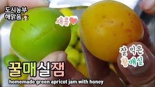 노랗게 익은 황매실! 수제 매실잼 만들어봤어요. 세번째 순수 홈메이드 잼 만들기( japanese apricot/green plums jam)