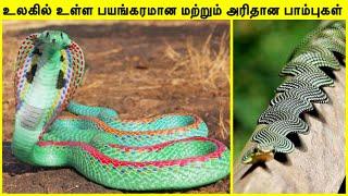 அரியவகை பாம்புகள் | Rarest Snake In The World in Tamil | Most Unique Snakes | TAMIL AMAZING FACTS