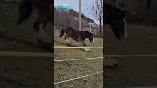Horse Sliding Down The Hill