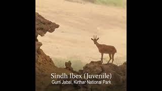 Sindh Ibex (Juvenile)