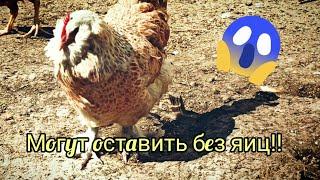 Куры породы Фавероль... они могут оставить вас без яиц