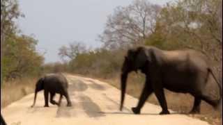 Elephants KNP