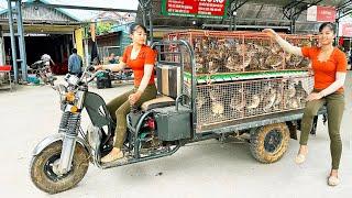 Use 3-wheeled Vehicle Harvesting 150 Quails Goes To The Market Sell - Buy 100 Chicks To Raise