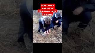 Арестовали подростков, которые убивали котят на видео