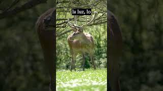 3 CURIOSIDADES  de los CIERVOS que NO conocías, animales salvajes