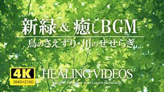 [4K] Healing BGM and refreshing fresh green (bird chirping, river babbling) VOL.2