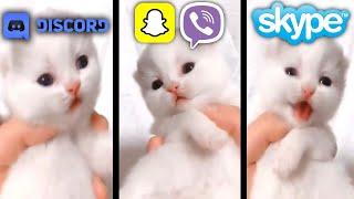 Cute Kitten Meows but Social Media ringtones