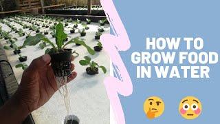 Hydroponic gardening - grow food faster without soil