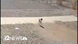 VIDEO: Dog abandoned in Surprise tries to chase after the car that let it go