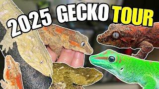 2025 Gecko Room Tour *TONS OF COOL GECKOS*