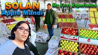 Solan Apple Mandi | My first experience | SQ Apple fruit SOLAN, #apple #mandi