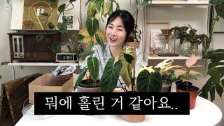 토분과 화분받침까지 완벽했던 식물쇼핑 후회 일도 없는 식물가게를 만났어요