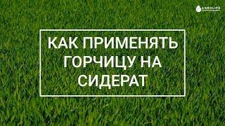 Как применять горчицу на сидерат в огороде и ее посев? | Agrolife.ua "Вы спрашиваете, мы отвечаем"