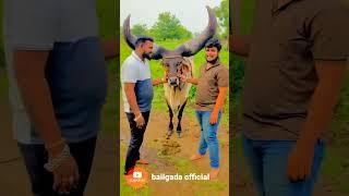 Nad bail aasa पाहिजे bailgada officiel #Bailgada Sharyat Dail Update