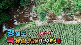 강원도 횡성부동산 국유림 횡성계곡땅 횡성토지매매 [강원도 횡성군부동산] #야영장캠핑장부지