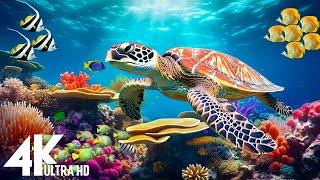 Ocean World 4K - Scenic Sea Wildlife Film With Calming Music, Sea Animals for Relaxation #3