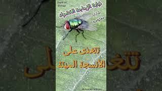 ذبابة الزجاجة الخضراءLucilia caesar