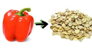 Harvesting Pepper Seeds - how to MAXIMIZE germination rates