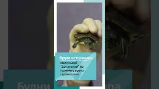 Краснаухая черепаха на приёме у герпитолога