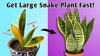 4 Important Care Tips to Get Large Snake Plant Fast - Snake Plant Houseplant Care