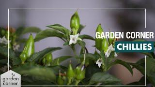 How To Plant, Grow And Care For Chillies - Bunnings Warehouse