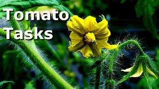 Tomato Plant Maintenance at Deep South Texas