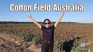 COTTON FARM  IN AUSTRALIA | COTTON FIELD TOUR