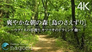 【自然音/鳥のさえずり】爽やかな朝の森の音「鳥のさえずり」｜リラックス・癒し・作業・勉強・読書・睡眠｜自然音/ASMR Nature Sounds