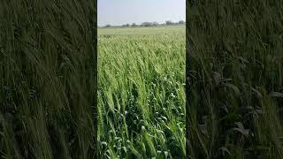 #wheet #agriculture #sohitjaat #amitdhull #binderdanoda #kheti #system #jattlife #jaat #viralvideo