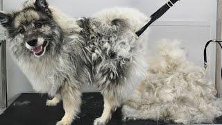 First groom in NINE years! Four hour transformation on extremely matted Keeshond dog