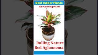 Top 20 Indoor Plants 🪴 l Best Air Purifying Indoor Plants l #indoorplants