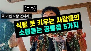 실내 관엽식물종류 키우기 실패하는 사람들의 공통점 5가지