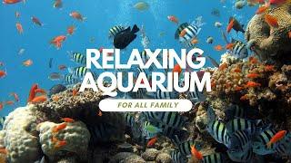 ︎ AQUARIUM, OCEAN ︎ RELAXATION for children and parents ︎