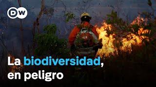 La COP16 ante el reto de salvaguardar la biodiversidad en la Amazonía