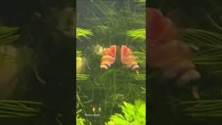 Híbrido do caramujo Red Ramshorn com caramujo trombeta ou mutação?