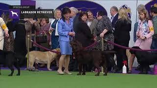 Retrievers Labrador   Breed Judging 2019