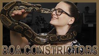 THE BASICS OF BOA CONSTRICTORS