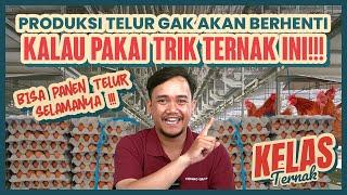 GAK BERHENTI PRODUKSI TELUR KALAU PAKAI TRIK INI - Kelas Ternak Eps. 2