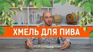 Хмель для пива: история, применение, хранение, виды