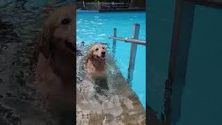 Golden Flop: She dives, she derps, she delivers