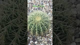 Echinocactus grusonii️#shortsviral #cactuslover