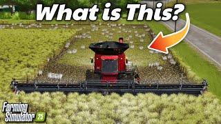 I Harvested A Rice Field and Found This...