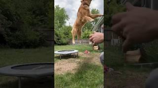 Puppy learns how to use trampoline #dogsofyoutube #goldenretiever