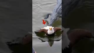 detik-detik buaya menyerang elang